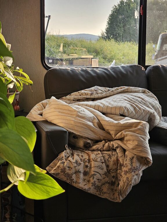 How to Set Up a Cozy and Safe Pet-Friendly Home Corner